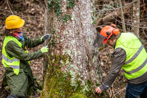 How Our Tree Care Process Works  in  Lewisville, TX