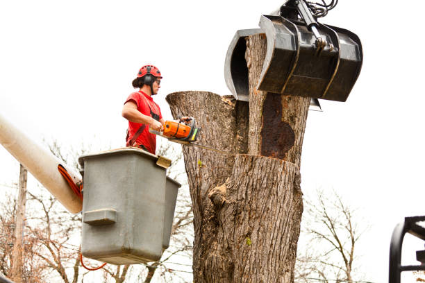 Lewisville, TX Tree Removal Services Company